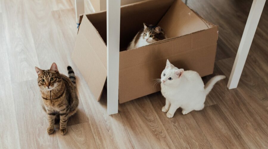 DIY – Jouets pour animaux en carton réutilisé : Des idées simples et écologiques pour divertir vos compagnons à quatre pattes !
